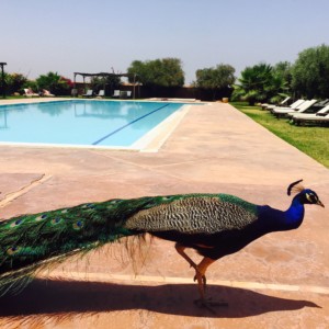 Yoga retreat in morocco