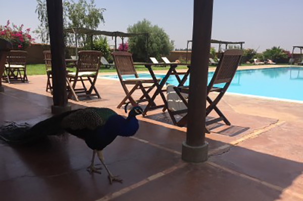 short yoga retreat Marrakec